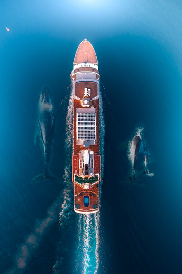 Crusing Whales