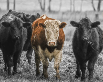 Curious Cows