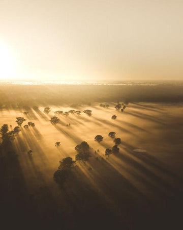 Redgum Shadows