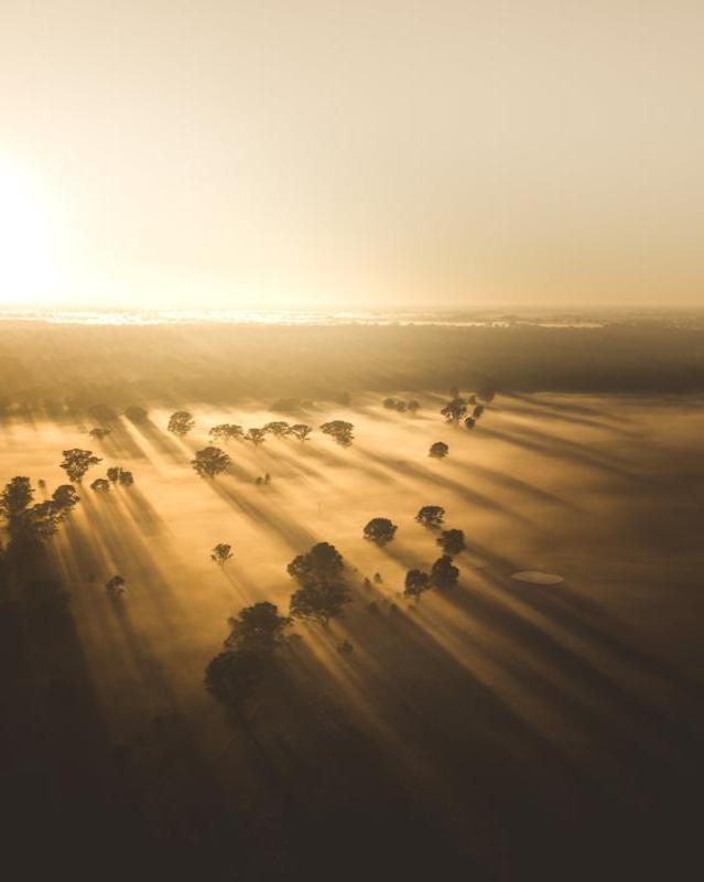 Redgum Shadows