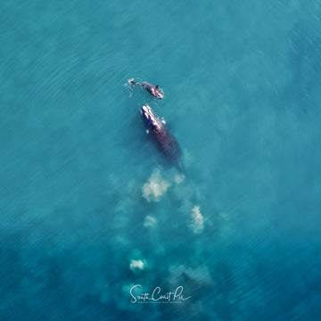 Whale and Calf