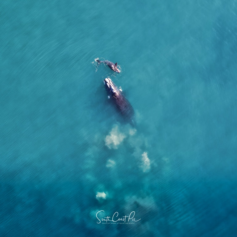 Whale and Calf