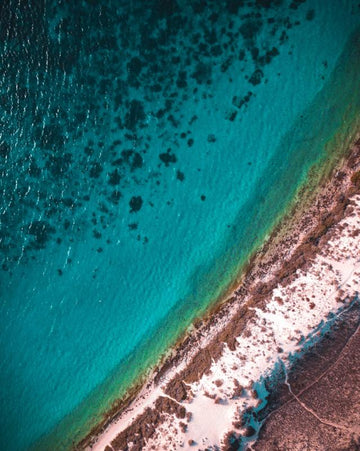 Reef Life