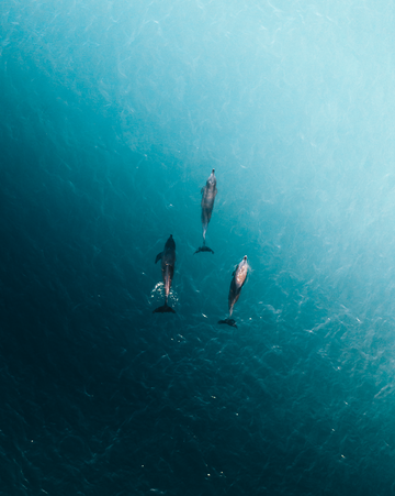 Dolphin Pals
