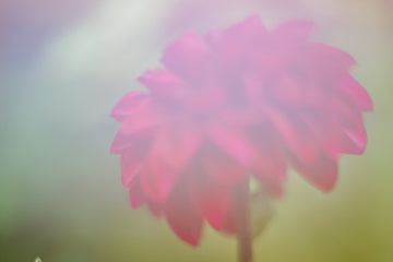 Dahlia Daze