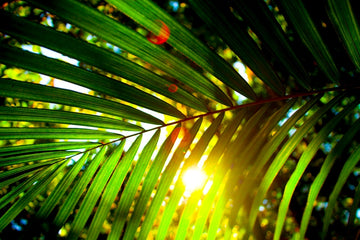 Daintree Flare