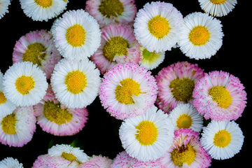 Daisy Meadow