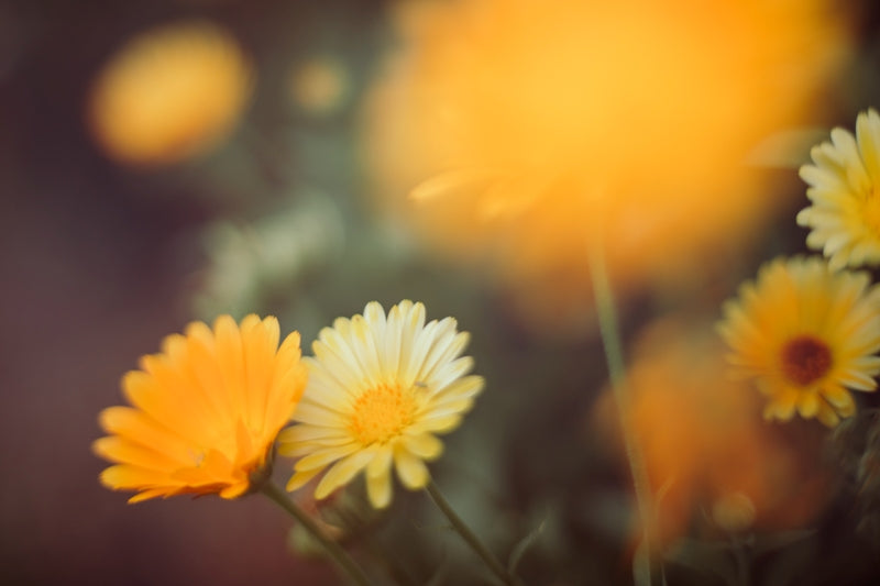 Dancing Daisies