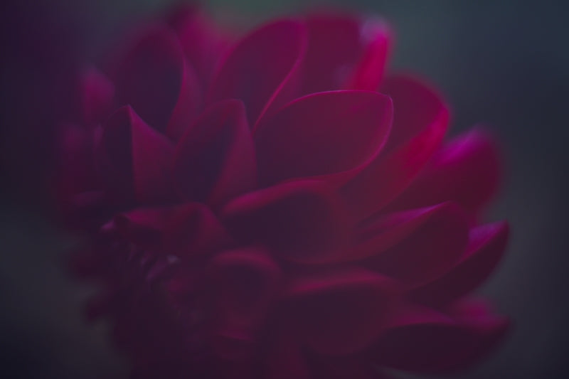 Daring Dahlia
