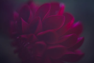 Daring Dahlia
