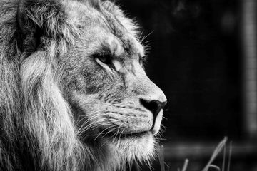 Dark Lion
