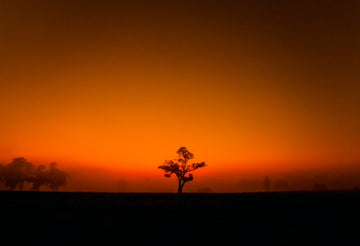Dark Fields