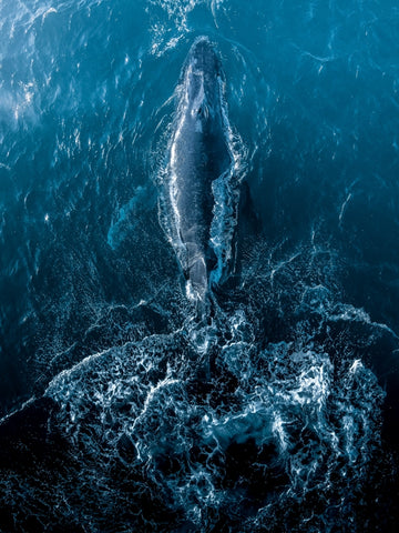 Deep Sea Drifitng