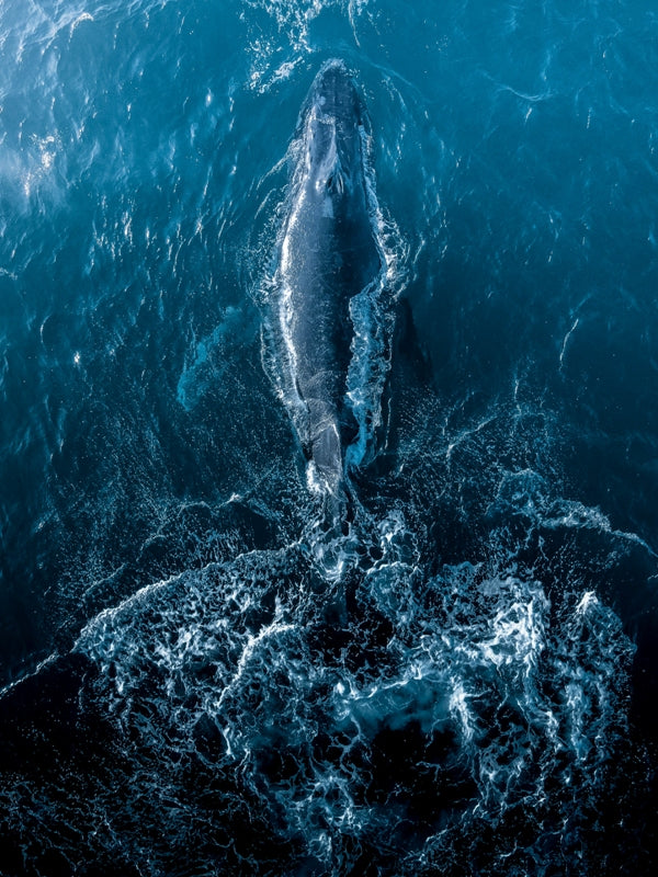 Deep Sea Drifitng