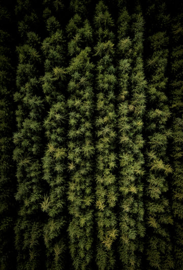 Deep Green