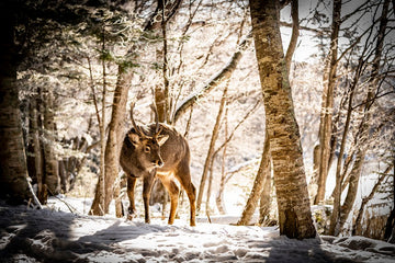 Deer