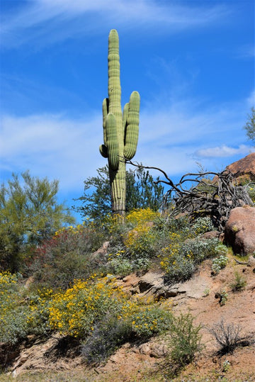Desert Giant