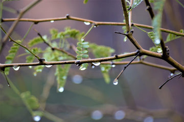 Desert Rain