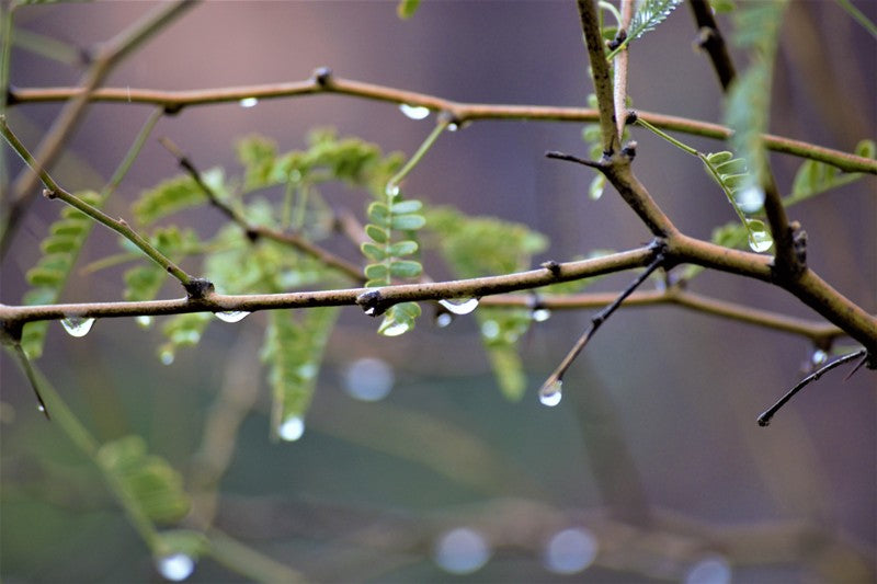 Desert Rain
