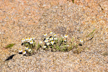 Desert Survival