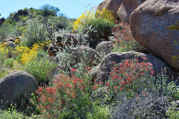 Desert in Bloom