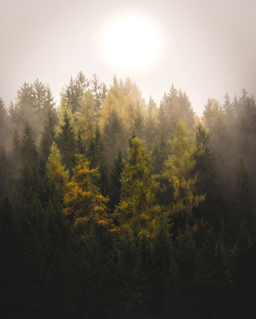 Divine Light