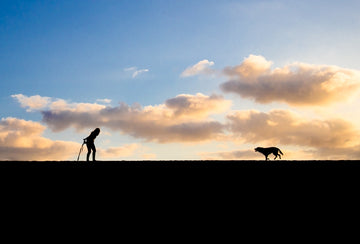 Dog Walk Sunset