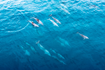 Dolphin Oasis