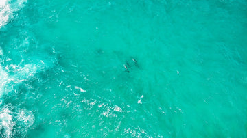 Dolphin Meeting