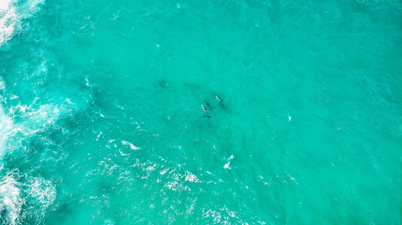 Dolphin Meeting