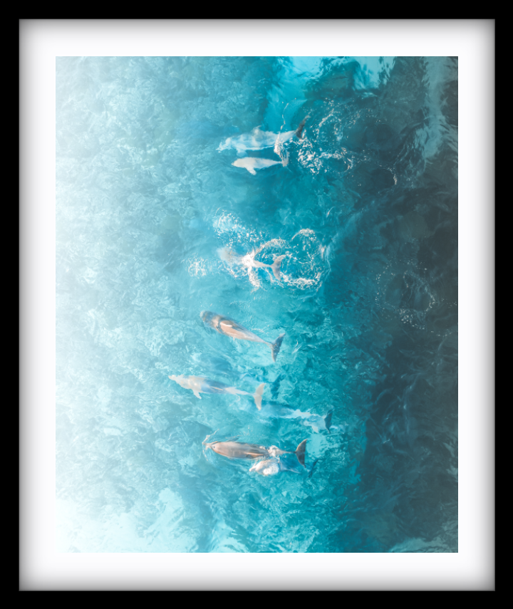 Dolphins