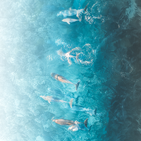 Dolphins