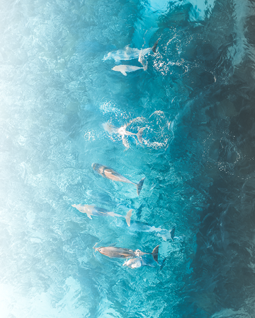Dolphins