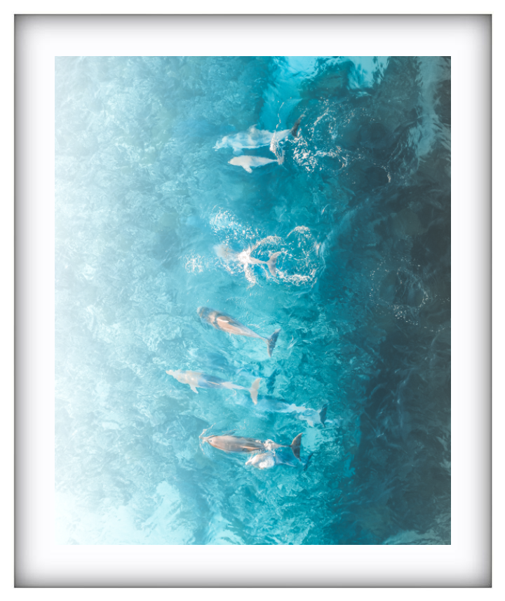 Dolphins