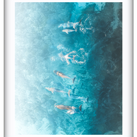 Dolphins