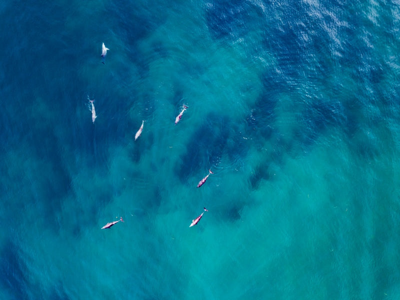 Dolphins (1), Manurah