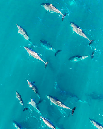 Dolphins