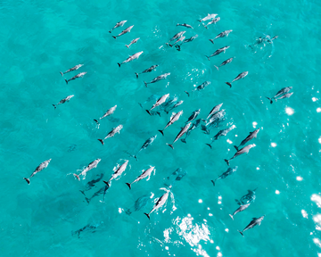 Dolphins