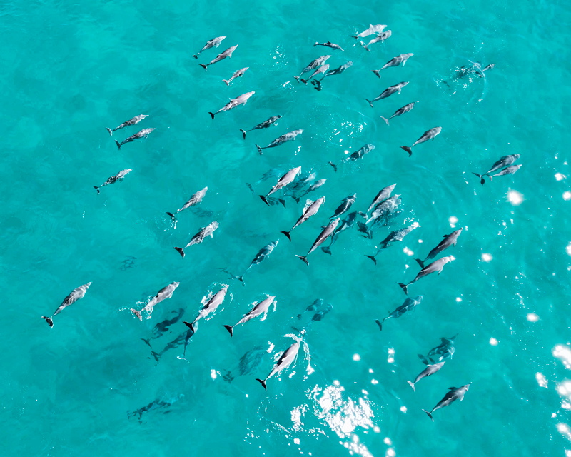 Dolphins