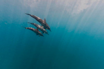 Dolphins
