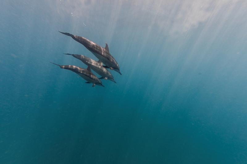 Dolphins