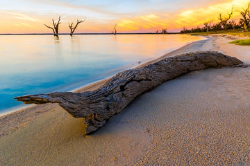 Driftwood