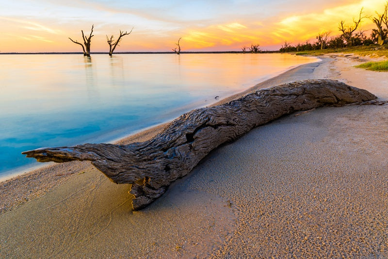 Driftwood