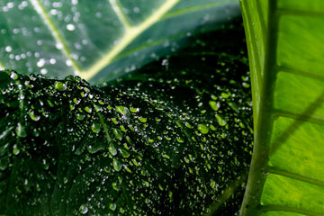 Droplets