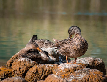 Ducks