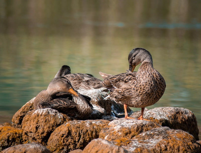 Ducks