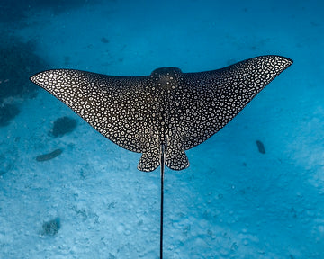 Eagle Ray Pattern