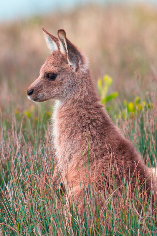 Eastern Grey Kangaroo Joey