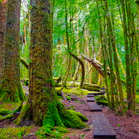 Enchanted Forrest, Tasmania