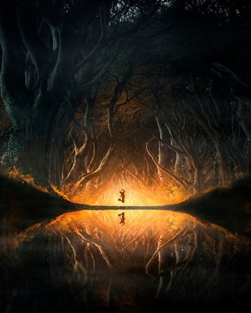 Enchanted Forest